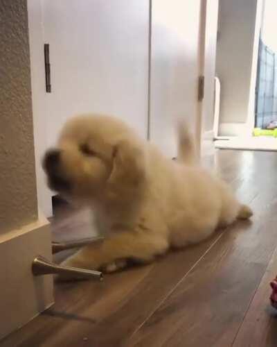 Vc teve ter tido um dia muito estressante, então sente e veja esse lindo cachorrinho brincando