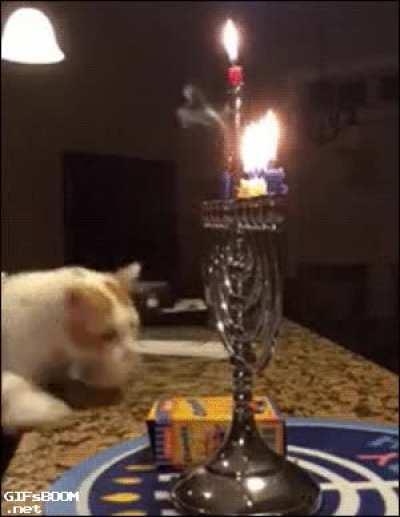 CaT trIeD tO comMit ArSoN buT iS pUlLed DoWn by maGiCaL eNtIty’S fOrcE.