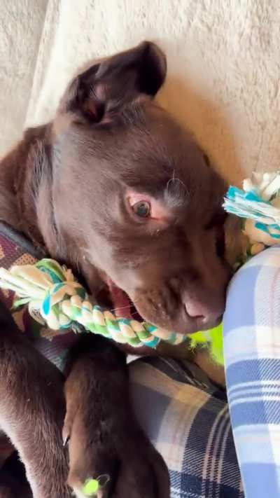 Anyone know what these puppy grunts mean?