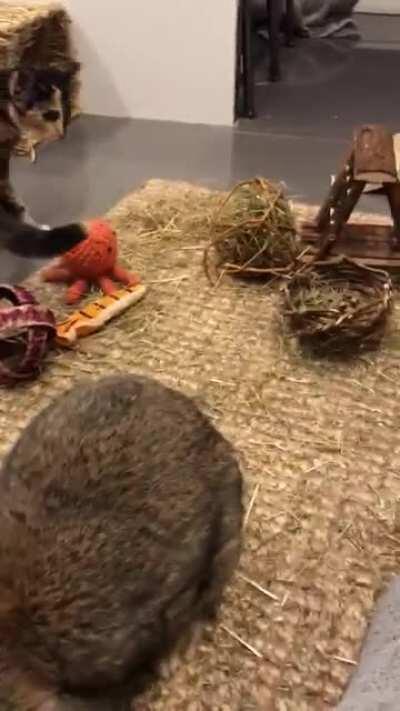 Vet says it’s physiotherapy, but it just feels like playing...