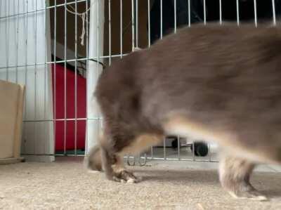 Oh god. The dreaded... BUNNYWALK