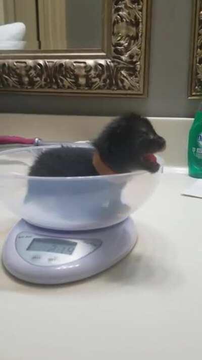 Jesus he's squeaking alright