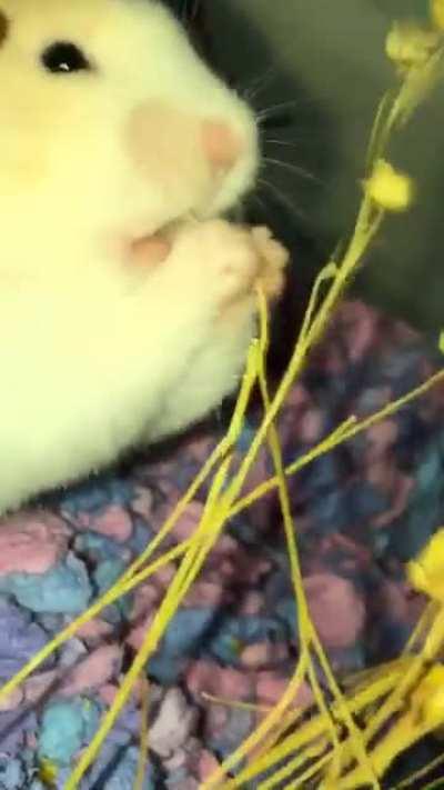 momo’s addicted to flax