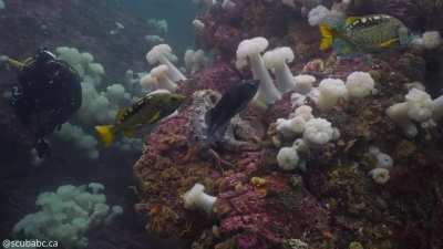 A rare daytime encounter with a giant Pacific octopus in Barkley Sound [OC]