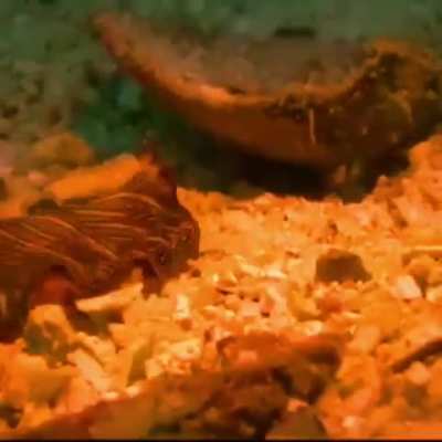 WEEEK 185 OF FLATWORM FRIDAY