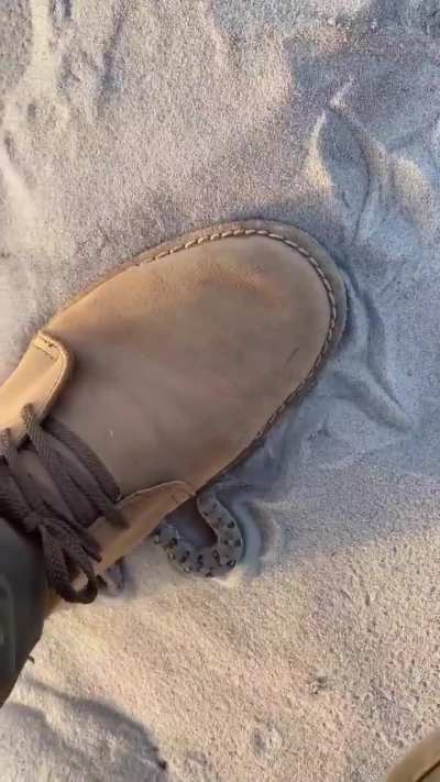 🔥 World's smallest adder, the Namaqua dwarf. Shoe for scale