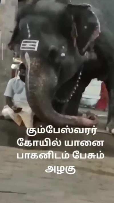 Elephant peeking into his caretaker's phone