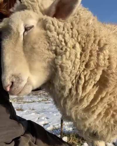 The pets don't stop until Emma says so! @ Black Goat Farm Sanctuary