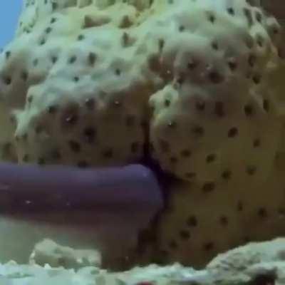 The pearlfish has a special relation with sea cucumbers 😱