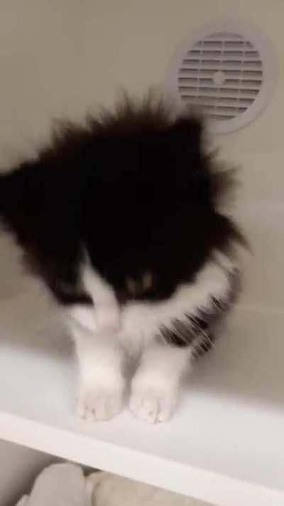 Lil kitten puff's last day at the shelter ❤