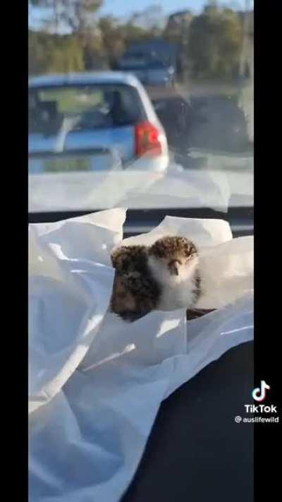 Saving a baby Plover from a drain.