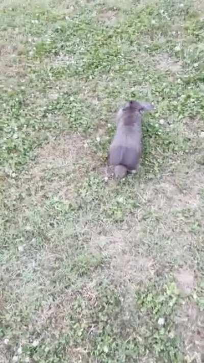 Getting in some extra mileage before the sun goes down🐰