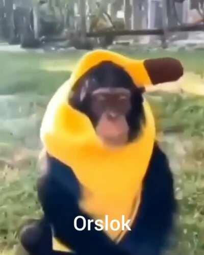 Orslok