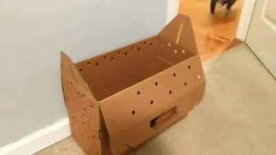 Can someone stabilize this box for a better loop? Thanks! :)