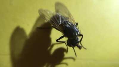 A fly holding its head after it was swatted off