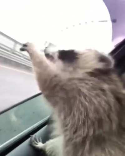 Trash panda loves some fresh air