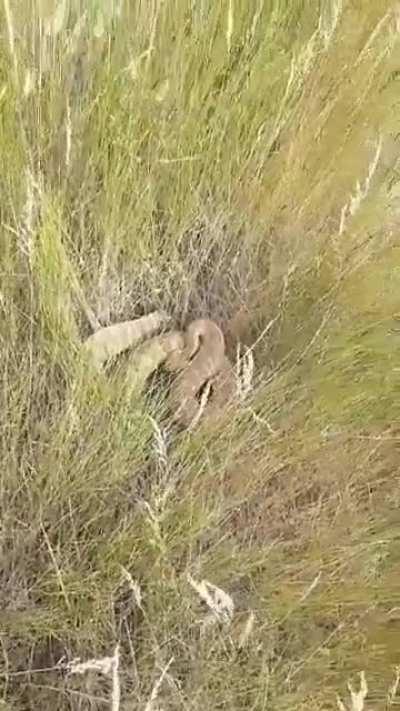 &ldquo;I think that&rsquo;s a rattlesnake right there...&rdquo;