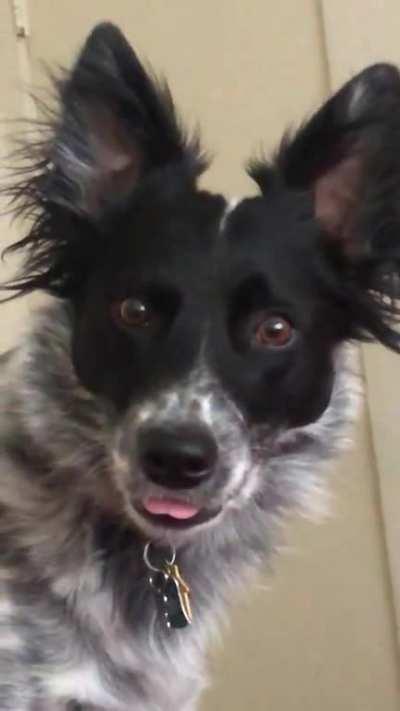 Blop malfunction