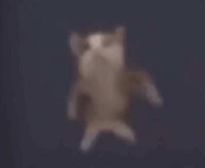 WUNK LAW IS RESTORED! ALL HAIL WUNK! ALL HAIL WUNK!! RRRAHHHHHHHGGGHHHH!!!!!!!!!