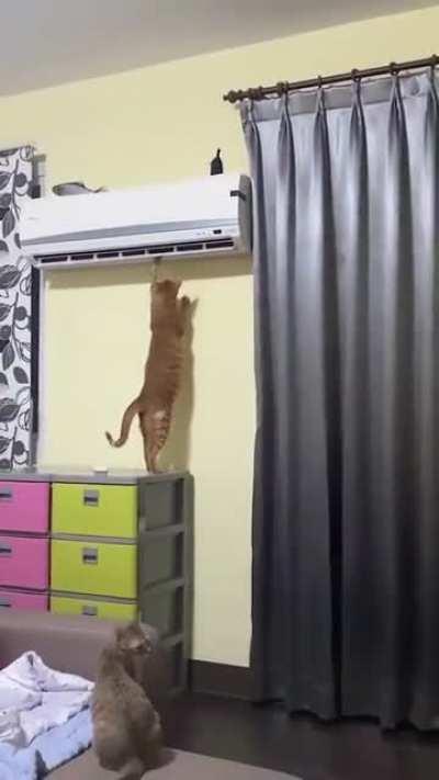 Would you like to hire this technician?