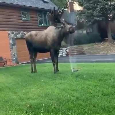 Ever wondered how a bull moose takes a shower?