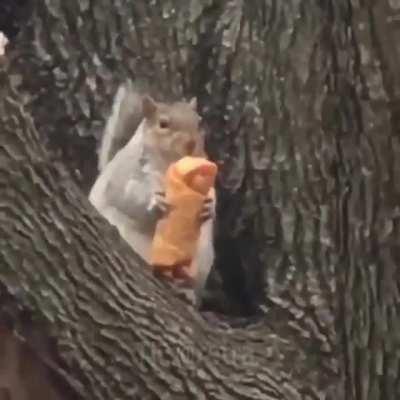 Squirrel robs an innocent man of his eggroll