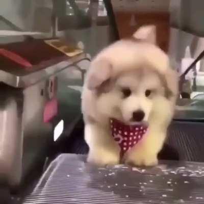 Yo no pondría un perro en el ascensor pero que tierno