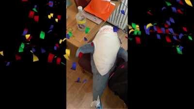 Lonely Blåhaj seeks same