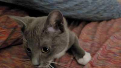 A woman was attacked by a panther. This was the footage found on scene.