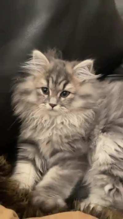 Yves just arrived 20 minutes ago and immediately started his shift at the bakery