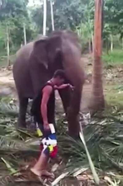 Walking in front and touching the trunk of an elephant that’s eating (well they have a leaf held in their trunk)