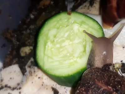insanely fast snails devouring cucumber