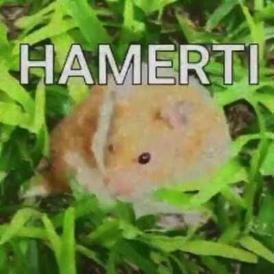 Luba,adote um HAMERTI❤