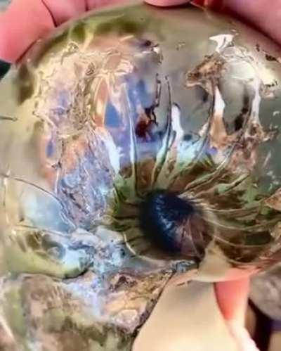 Раковина наутилуса, возраст 180 млн. лет. Юрский период. Окаменелость частично замещена пиритом.