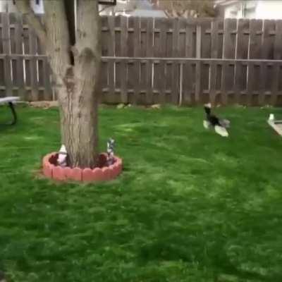 This doggo thinks he's a bunny