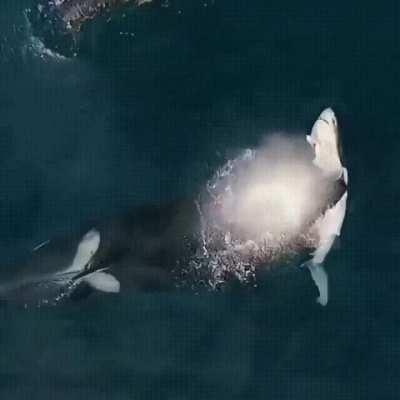 Orca comes up for a breath while eating a shark it caught