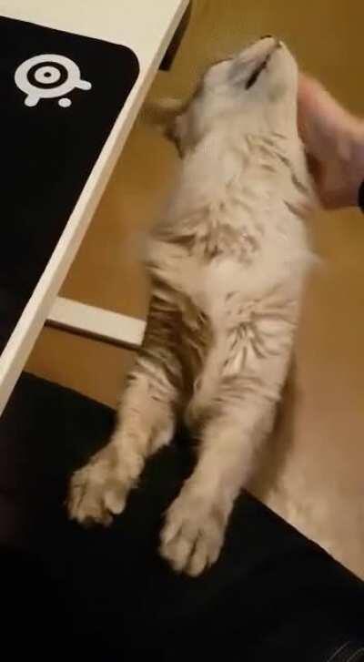 [L] Infinite Pets :D