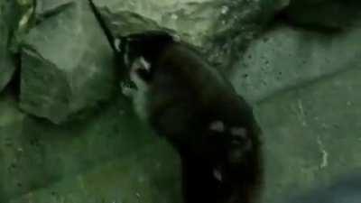 Freed from the sewer