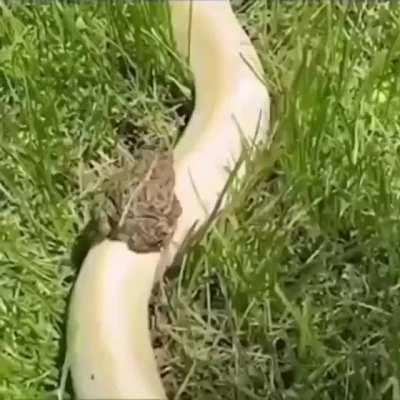 I would let Kanako step on me