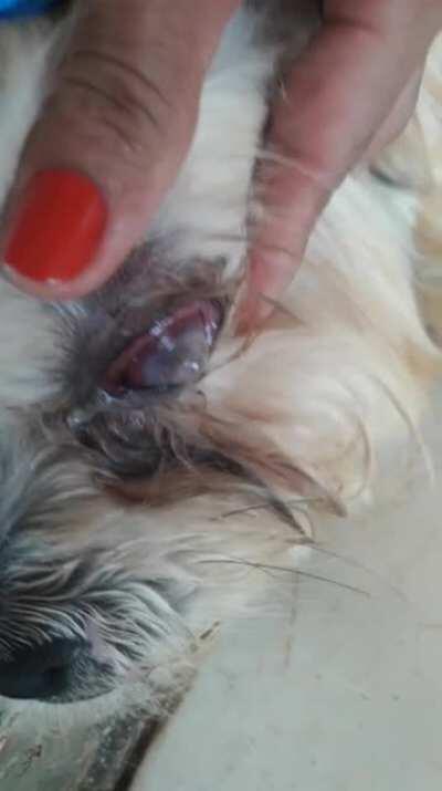 Se alguém puder ajudar na cirurgia do olho do meu cão para ele não morrer eu agradeço Ajuda para cirurgia do Spyke (cachorro)  