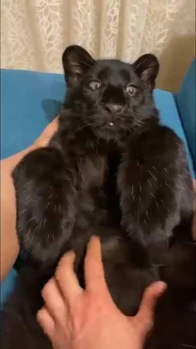 Luna the panther's big beans