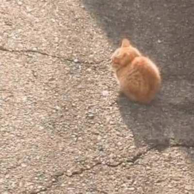 illegally smol cats:3