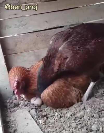 Hen helps our other hen to properly incubate the egg..