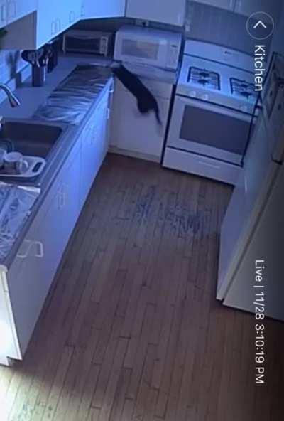 Hitcat's plans get foiled