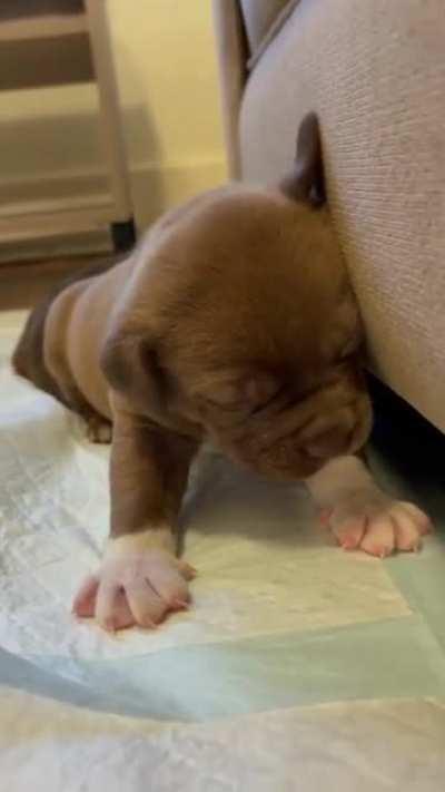 It's hard work being a puppy..