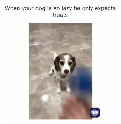 Thanks, I love smiling dogs!