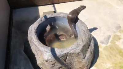 the classic circle pit