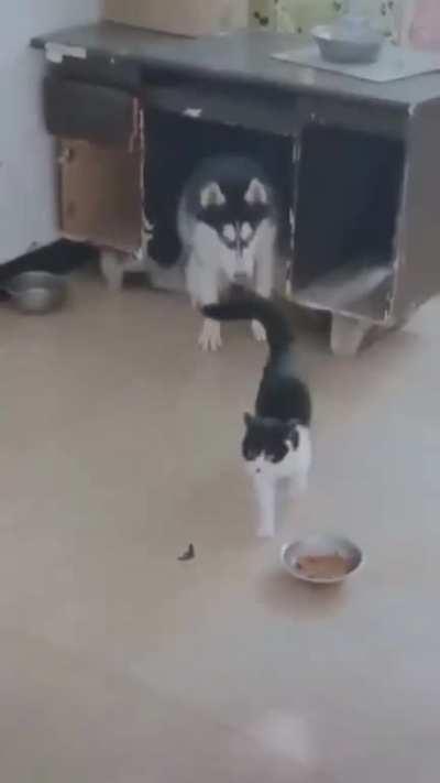 You barkin' at me? You barkin' at me?!