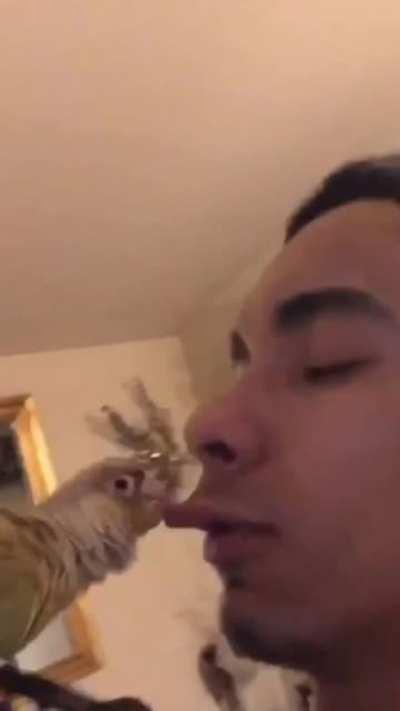Trying to kiss your bird