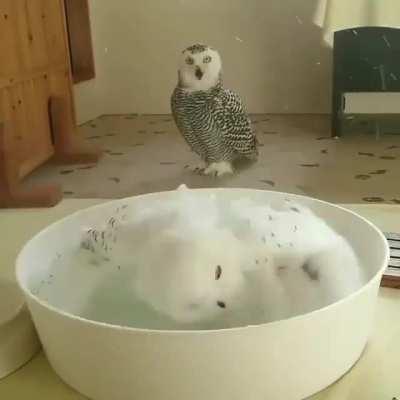 The owl in the back!